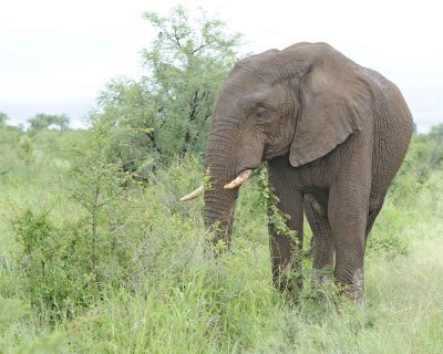 Elephant, African-010113-Kruger National Park, South Africa-#1106.jpg