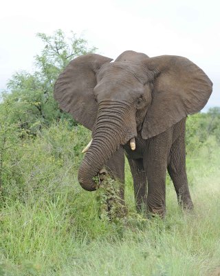 Elephant, African-010113-Kruger National Park, South Africa-#1121.jpg