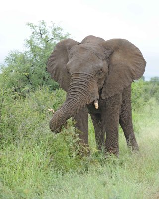 Elephant, African-010113-Kruger National Park, South Africa-#1122.jpg