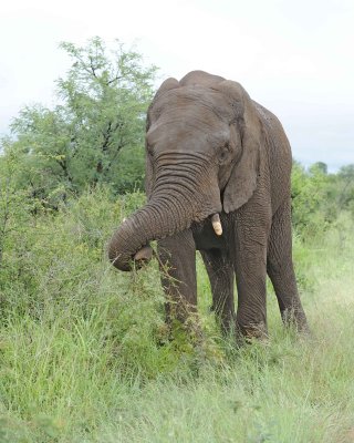 Elephant, African-010113-Kruger National Park, South Africa-#1123.jpg