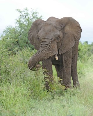 Elephant, African-010113-Kruger National Park, South Africa-#1125.jpg