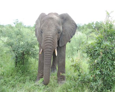 Elephant, African-010113-Kruger National Park, South Africa-#1143.jpg