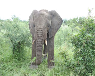 Elephant, African-010113-Kruger National Park, South Africa-#1144.jpg