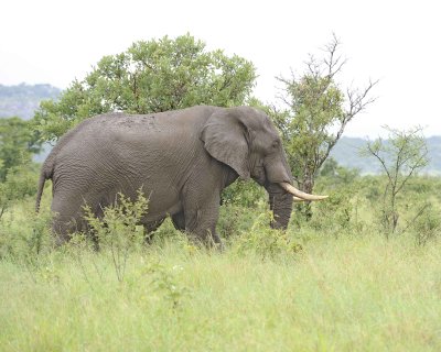 Elephant, African-010113-Kruger National Park, South Africa-#1180.jpg