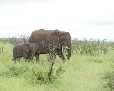 Elephant, African-010113-Kruger National Park, South Africa-#1221.jpg
