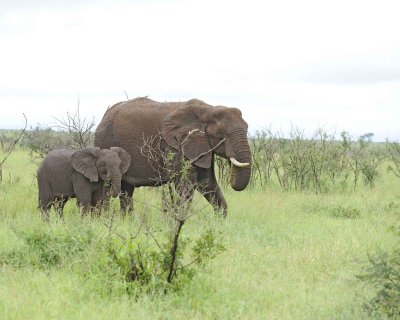 Elephant, African-010113-Kruger National Park, South Africa-#1223.jpg