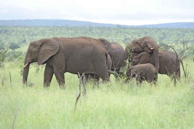 Elephant, African-010113-Kruger National Park, South Africa-#1227.jpg