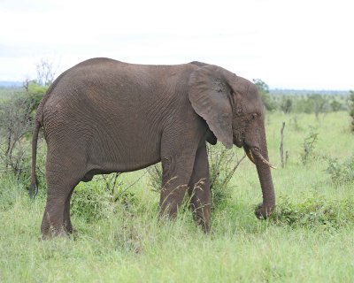 Elephant, African-010113-Kruger National Park, South Africa-#1322.jpg