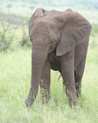 Elephant, African-010113-Kruger National Park, South Africa-#1341.jpg