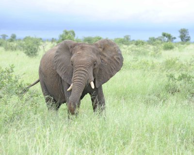 Elephant, African-010113-Kruger National Park, South Africa-#1628.jpg