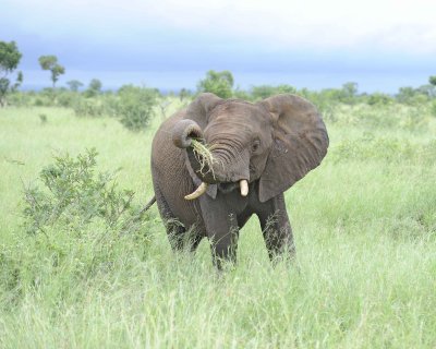 Elephant, African-010113-Kruger National Park, South Africa-#1631.jpg