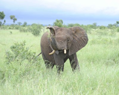 Elephant, African-010113-Kruger National Park, South Africa-#1632.jpg