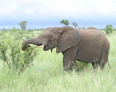 Elephant, African-010113-Kruger National Park, South Africa-#1633.jpg