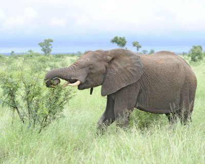 Elephant, African-010113-Kruger National Park, South Africa-#1636.jpg