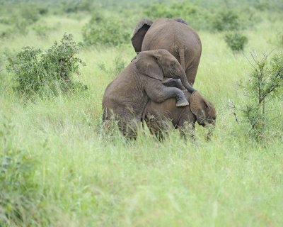 Elephant, African-010113-Kruger National Park, South Africa-#1675.jpg