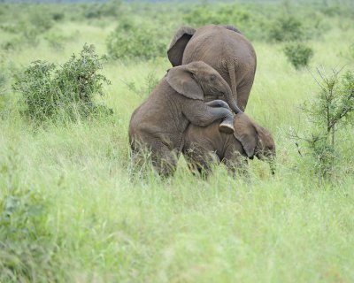 Elephant, African-010113-Kruger National Park, South Africa-#1676.jpg