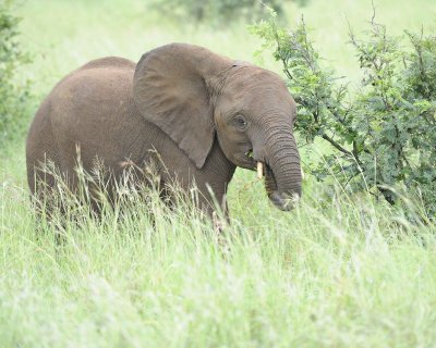 Elephant, African-010113-Kruger National Park, South Africa-#1710.jpg
