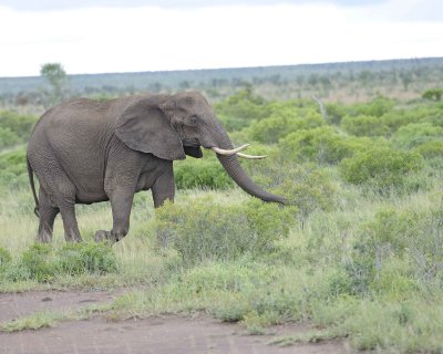 Elephant, African-010113-Kruger National Park, South Africa-#1722.jpg