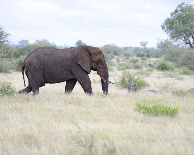 Elephant, African-010113-Kruger National Park, South Africa-#1771.jpg