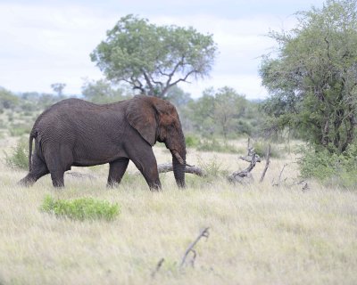 Elephant, African-010113-Kruger National Park, South Africa-#1781.jpg