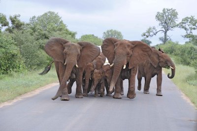 Elephants, African, Herd reacting to Lions-010113-Kruger National Park, South Africa-#0945.jpg