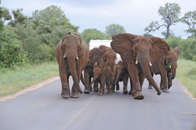 Elephants, African, Herd reacting to Lions-010113-Kruger National Park, South Africa-#0950.jpg