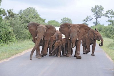 Elephants, African, reacting to Lions-010113-Kruger National Park, South Africa-#0946.jpg