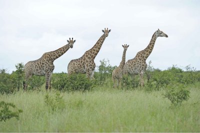 Giraffe, South African, Herd-010113-Kruger National Park, South Africa-#1348.jpg