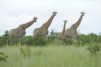 Giraffe, South African, Herd-010113-Kruger National Park, South Africa-#1350.jpg