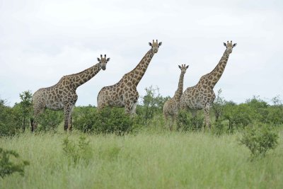 Giraffe, South African, Herd-010113-Kruger National Park, South Africa-#1351.jpg