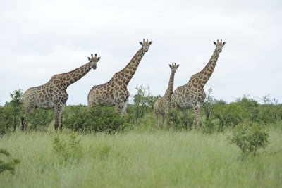 Giraffe, South African, Herd-010113-Kruger National Park, South Africa-#1352-.jpg