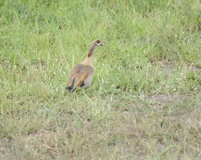 Goose, Egyptian-010113-Kruger National Park, South Africa-#2782.jpg