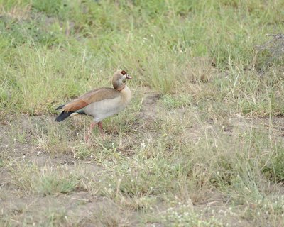 Goose, Egyptian-010113-Kruger National Park, South Africa-#2785.jpg