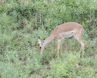 Impala, Ewe-010113-Kruger National Park, South Africa-#0764.jpg