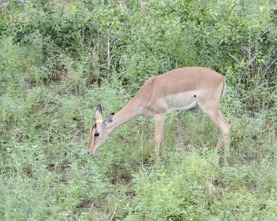 Impala, Ewe-010113-Kruger National Park, South Africa-#0770.jpg