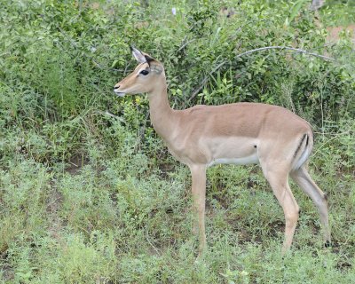 Impala, Ewe-010113-Kruger National Park, South Africa-#0792.jpg