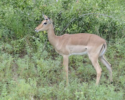 Impala, Ewe-010113-Kruger National Park, South Africa-#0800.jpg