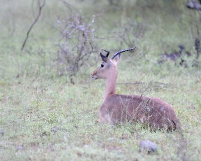 Impala, Female (w Horns)-010113-Kruger National Park, South Africa-#0004.jpg