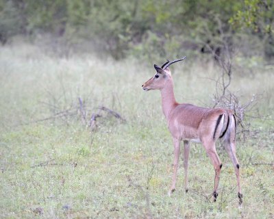 Impala, Female (w Horns)-010113-Kruger National Park, South Africa-#0049.jpg