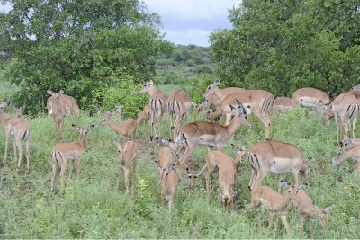 Impala, Herd-010113-Kruger National Park, South Africa-#0745.jpg