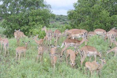Impala, Herd-010113-Kruger National Park, South Africa-#0746.jpg