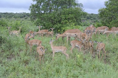 Impala, Herd-010113-Kruger National Park, South Africa-#0758.jpg