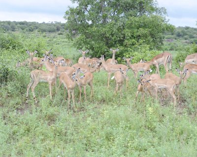 Impala, Herd-010113-Kruger National Park, South Africa-#0772.jpg