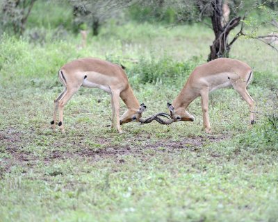 Impala, Ram, 2-010113-Kruger National Park, South Africa-#2383.jpg