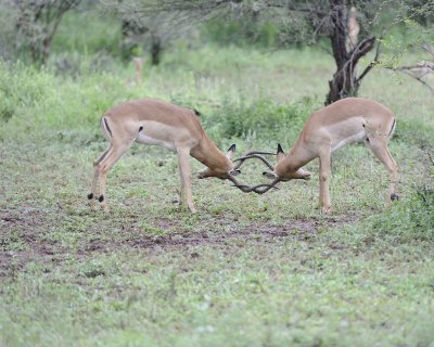 Impala, Ram, 2-010113-Kruger National Park, South Africa-#2389.jpg