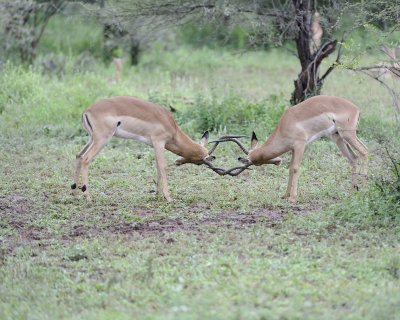 Impala, Ram, 2-010113-Kruger National Park, South Africa-#2395.jpg
