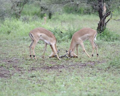Impala, Ram, 2-010113-Kruger National Park, South Africa-#2396.jpg
