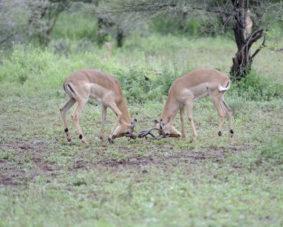 Impala, Ram, 2-010113-Kruger National Park, South Africa-#2398.jpg