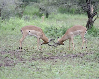Impala, Ram, 2-010113-Kruger National Park, South Africa-#2403.jpg