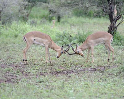 Impala, Ram, 2-010113-Kruger National Park, South Africa-#2406.jpg